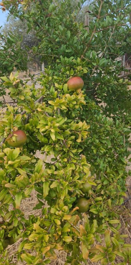 הוילה רגואנגוס דה מונסאראז Quinta Da Belavista מראה חיצוני תמונה